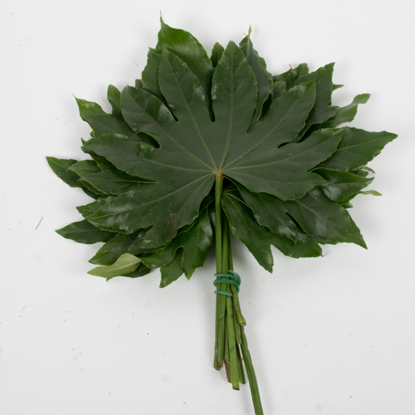 FEUIL. ARALIA 40